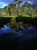 Native Araucaria or Monkey-Puzzle Trees Reflected in Lake  Cani Sanctuary  Chile