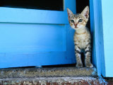 Kitten Standing in Doorway  Apia  Samoa