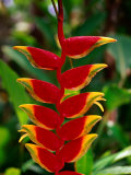A Lobster Claw Heliconia in a Tropical Garden  Hawaii  USA