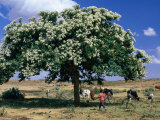 People and Cows Near Shady Tree  Barentu  Eritrea