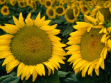 Sunflowers in Field  Tuscany  Italy