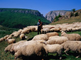 Shepherd with His Flock of Sheep  Turda  Romania