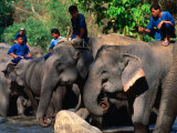 Handlers Sitting on Their Elephants  Chiang Mai  Thailand