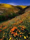 Wildflowers Beside Highway 5 in Gorman  USA