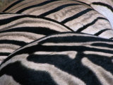 Detail of Burchell's Zebra Stripes  Kruger National Park  Mpumalanga  South Africa