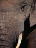 Tusk and Trunk Detail of an Elephant in the Addo Elephant Park Eastern Cape  South Africa
