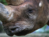 Rhinoceros (Rhinocerotidae) at Frankfurt Zoo  Frankfurt-Am-Main  Germany