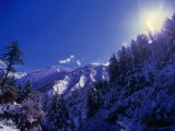 Snow Covered Forest on Jomson Trek on Annapurna Circuit  Jomsom  Nepal