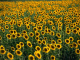 Fields of Sunflowers Around Oristano  Oristano  Sardinia  Italy