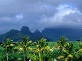 Palm Trees and Mountain Peaks in Distance  Mauritius