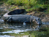 Saltwater Crocodile on Waters Edge  Kakadu National Park  Australia