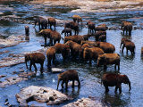 Elephants Bathing in River  Pinnewala Elephant Orphanage  Sri Lanka