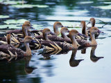 Plumed Whistling Ducks (Dendrocygna Eytoni)  Australia