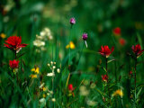 Wildflower Detail  Glacier National Park  Montana  USA
