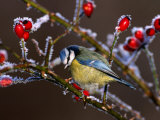 Blue Tit in Winter  United Kingdom