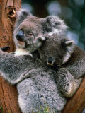 Koala with Baby (Phascolarctos Cinereus)  New South Wales  Australia