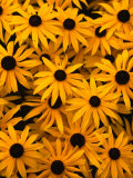 Black Eyed Susan Flowers (Rudbekia Hirta) at Ballard Locks  Seattle  USA