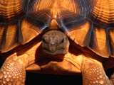 Angonoka or Ploughshare Tortoise  Madagascar