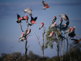 Galahs (Cacatua Roseicapilla)  Currawinya National Park  Queensland  Australia