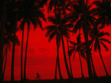 Cyclist and Palm Trees Silhouetted Against Red Sky at Sunset in Midigama  Southern  Sri Lanka