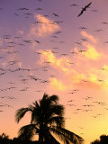 Frigate Birds Soaring at Sunrise Around Coconut Palms  Cayos Cochinos  Islas De La Bahia  Honduras