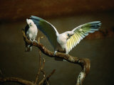 Little Corella (Cacatua Pastinator)  Mootwingee National Park  New South Wales  Australia