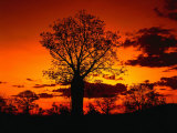 Boab Trees at Sunset  Kununurra Western Australia  Australia
