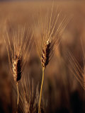 Wheat in Mullewa  Australia