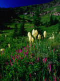 Beargrass (Xerophyllum Tenax) Near Eagle Pass  Mission Mountains Tribal Wilderness  Montana  USA