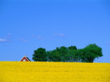 Bright Yellow Rapefields and Red Roofed Farmhouse on the Kulla Peninsula  Skane  Sweden