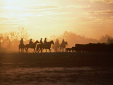 Silhouette of Stockman and Cattle South Australia  Australia