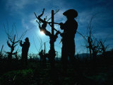 Silhouette of People Pruning Vines  Dry Creek Valley  Sonoma  USA