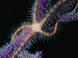 Brittle Star on a Gorgonian  Belize  Belize
