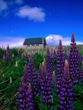 Wildflowers Near the Church of the Good Shepherd  Lake Tekapo  Canterbury  New Zealand