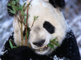 Panda Eating Bamboo in the Wolong Valley at the Sleepy Dragon Nature Reserve  Sichuan  China