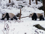A Pair of Pandas(Ailuropoda Melanoleuca) in Snow  Wolong Ziran Baohuqu  Sichuan  China
