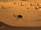 Emu Running Through the Pinnacles  Pinnacles Desert  Australia