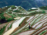 Zhuang Girl Working in Water-Filled Rice Terraces  Long Ji  China