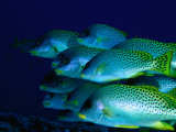 A School of Blackspotted Sweetlips (Pfectorhinchus Geterinus)  Red Sea  Egypt