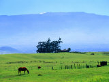 Horses Grazing Beneath the Towering Mauna Kea on Pastoral Parker Ranch at Waimea  Hawaii  USA