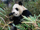 Panda Eating Bamboo in Wolong Valley  Wolong Ziran Baohuqu  Sichuan  China