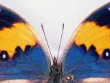 Detail of a Butterfly Body and Wings  Wolong Ziran Baohuqu  China