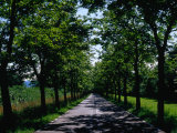 Tree-Lined Country Road in Klodzko Valley  Silesia  Klodzko  Dolnoslaskie  Poland