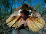 Frilled Lizard (Chlamydosaurus Kingii) in Defensive Pose  Kakadu National Park  Australia