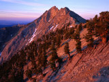 Bristlecone Pine along Mountain Ridge  Nevada  USA