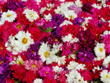 Flowers in the Devarajah Market  Mysore  Karnataka  India