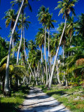 Gravel Road Through Palm Trees  French Polynesia