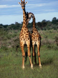 Male Giraffes (Giraffa Camelopardalis)  Ngorongoro Conservation Area  Arusha  Tanzania