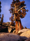 Looking Up at Bristlecone Pine Tree  Yosemite National Park  USA