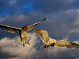 Seabirds Flying Around the Bainbridge Island Ferry in Puget Sound  Seattle  Washington  USA